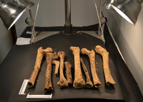 Bones laid out on a table under lights, ready for photography.