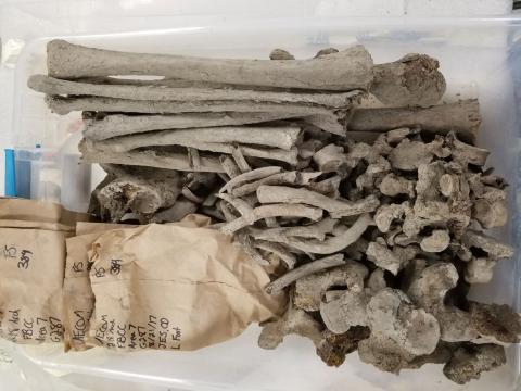 A set of muddy bones from G-287, an adult male,  waiting to be dry- and wet-brushed in the Mütter Bone Lab. The brown bags typically keep together sets of smaller bones such as those from the hands and feet.