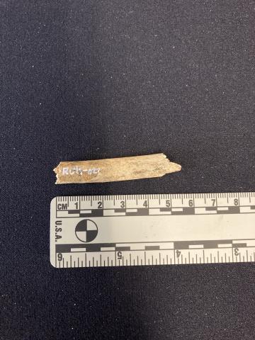 Bones from Arch Street