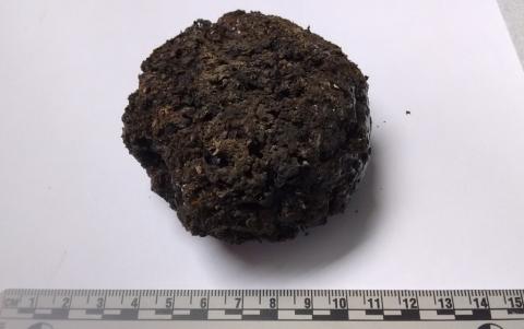 A small dark brown wrinkled lump is actually a preserved brain.