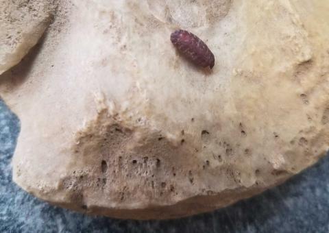 Insect Pupa found on a human bone