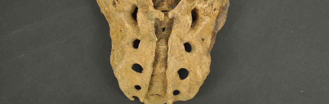 Dorsal view of adult sacrum from box RU-9 showing spina bifida